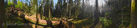360° Panorama photo storm damage/falling timber