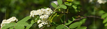 Panoramafoto Blüte der Vogelbeere