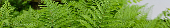 Panoramic photo of freshly unrolled fern