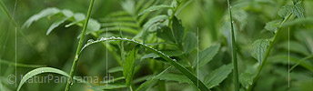Panoramic photo Water drops on a blade of grass