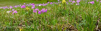 New in NaturPanorama.ch: Panoramic photo Spring flowers (Primula farinosa)