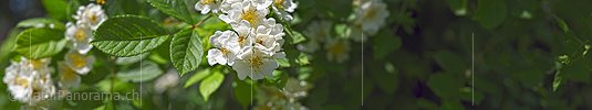 P021426: Panoramafoto Blühende wilde Rose