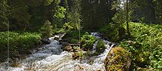 Panoramafoto Bergbach im lichten Wald