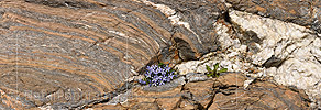 Panoramic photo Mont Cenis bellflowers in glacier cut niche