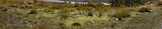 Panoramabild Moosbedeckter Boden im Gletschervorfeld
