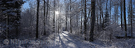 Panorama photo Fairytale forest slightly covered in snow