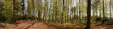 Large panorama photo Spring forest in the Swiss midlands