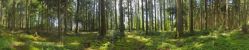 360° panorama photo Spring morning in the forest