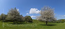 P025667a: Panoramafotos Blühender Apfelbaum