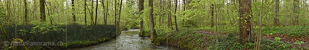 P026181: Panoramafoto Frühling im Auenwald