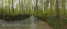 Panoramic photo of watercourse in springtime floodplain forest