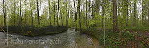 P026183: Panoramabild Wasserlauf im frühlingshaften Auenwald