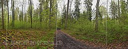 Panoramic photo of the path in the springtime floodplain forest